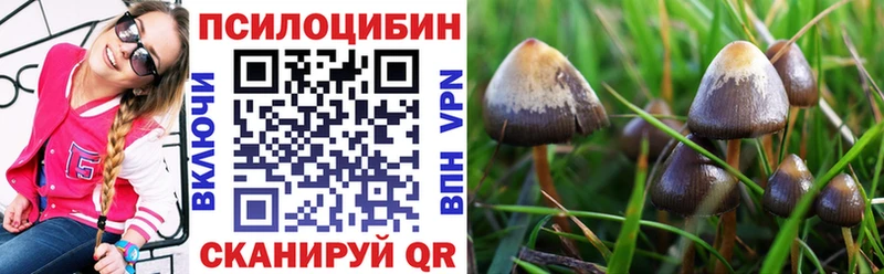 Псилоцибиновые грибы Psilocybine cubensis  купить закладку  Малоярославец 